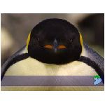 pinguino pinguini animale uccello antartide nuotatore piedi palmati bianco nero uccelli sfeniscidi laridi giallo panorama animali