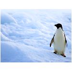 pinguino pinguini animale uccello antartide nuotatore piedi palmati bianco nero uccelli sfeniscidi laridi tramonto giallo sole panorama animali