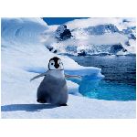 pinguino pinguini animale uccello antartide nuotatore piedi palmati bianco nero uccelli sfeniscidi laridi tramonto giallo sole panorama varie animali