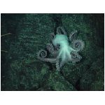 polipo polipi polpo polpi pesce pesci acqua cnidari tentacoli tentacolo oceano mare animali