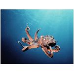polipo polipi polpo polpi mollusco marino corpo sacco otto tentacoli tentacolo ventose ventosa ottopodidi ottopodide mediterraneo mare acqua oceano animale animali