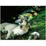 cuccioli cucciolata piccoli foresta alberi carnivoro carnivori mammifero mammiferi felino felini animali