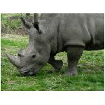 rinoceronte rinoceronti grosso mammifero grossi mammiferi tropico tropicale tropicali asia africa pelle spessa dura corno corni rinocerotide rinocerotidi erbivoro erbivori animale animali