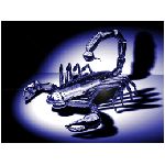 scorpione scorpioni aracnidiaculeo velenoso  pinze chele coda pungiglione metallo ferro corazzato varie animali