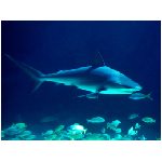 squalo squali pesce carnivoro carnivori denti aguzzi predatore predatori mare mari mediterraneo blu grigio branchie pinna pinne azzurro animali