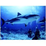 squalo squali pesce carnivoro carnivori denti aguzzi predatore predatori mare mari mediterraneo blu grigio branchie pinna pinne azzurro animale oceano sub sommozzatori sommozzatore animali