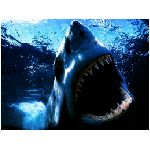 squalo squali pesce carnivoro carnivori denti aguzzi predatore predatori mare mari mediterraneo blu grigio branchie pinna pinne azzurro animale oceano  animali