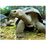 tartaruga tartarughe rettile rettili corazza uova sabbia testuggine testuggini animale blu giallo animali