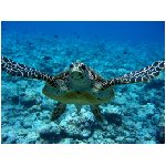 tartaruga tartarughe rettile rettili corazza uova sabbia testuggine testuggini animale blu giallo mare abissi animali
