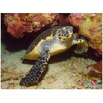 tartaruga tartarughe rettile rettili corazza uova sabbia testuggine testuggini animale blu giallo mare abissi animali