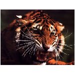 tigre felino tigri felini animale aggressivo arancione ruggito feroce inferocito animali