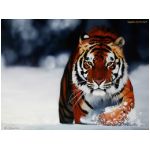 tigre tigri felino felini animale aggressivo arancione ruggito feroce inferocito lotta bianco corsa giungla animali foresta tigrotto neve corsa agguato balzo animali
