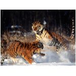 tigre felino tigri felini animale aggressivo arancione ruggito feroce inferocito lotta neve foresta bianco animali