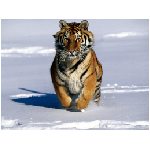 tigre felino tigri felini animale aggressivo arancione ruggito feroce inferocito lotta neve bianco corsa animali