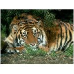 tigre tigri felino felini animale aggressivo arancione ruggito feroce inferocito lotta bianco corsa giungla animali foresta animali