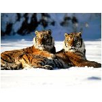 tigre felino tigri felini animale aggressivo arancione ruggito feroce inferocito lotta neve bianco corsa animali giungla animali