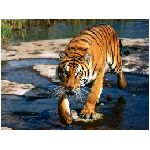 tigre tigri felino felini animale aggressivo arancione ruggito feroce inferocito lotta bianco corsa giungla animali foresta  animali