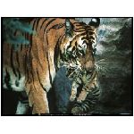 tigre tigri felino felini animale aggressivo arancione ruggito feroce inferocito lotta bianco corsa giungla animali foresta tigrotto animali