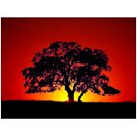 tramonto rosso giallo arancione albero quercia natura