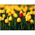 tulipano giallo fiori fiore tulipani rosso prato  natura -