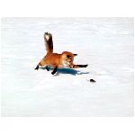 red fox volpe volpi topolino arancione rosso bianco inseguimento inseguire gioco giocare scappare nero animale animali