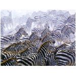 zebra zebre bianco nero strisce mammifero mammiferi africano cavallo mantello nere equino erbivoro savana animale animali