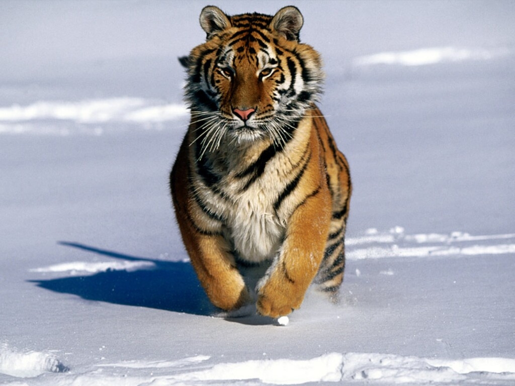 tigre%203.jpg