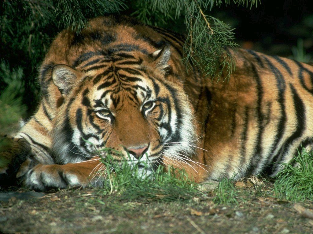 tigre%205.jpg
