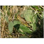 cavalletta cavalletto cavallette insetti insetto saltatore saltatori ortotteri ortottero polirematiche
deserto schistocerca gregaria asia africa verde tettigonia viridis fitofago carnivoro europa erba rami giallo animale animali