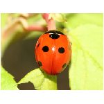 coccinelle coccinella rossa nera puntini coleottero coleotteri rosso animale insetto insetti  animali