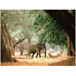 elefante elefanti animale grande mammifero mammiferi proboscide prensile zanne orecchie asia africa grigio foresta alberi albero erba avorio

 animali