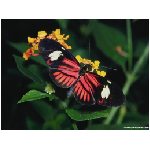 fiore nero insetto insetti animale farfalla farfalle falena rosa giallo verde azzurra azzurro viola lepidotteri lepidottero rosso blu nettare rossa animali