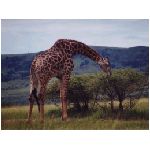 giraffa giraffe camelopardalis mammifero mammiferi africa artiodattilo cinque metri altezza 5 collo lingua blu corna ossiconi giraffidi okapia johnstoni swahili twiga branco branchi savana albero alberi vegetariana vegetariano foglie foglia acacia acacie  capensis giraffa del capo cottoni lado congoensis congo wardi transvaal animale
 animali