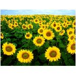 girasoli girasole giallo verde cielo azzurro campi campo natura