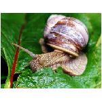 lumaca lumache chiocciola chiocciole mollusco phylum guscio copertura operculum uovo uova cova foglia insalata corna cornini
 animali