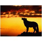 lupo lupi mammifero mammiferi carnivoro carnivori selvatico selvatici branco branchi animale foresta bianco nero ululare ululato albero alberi grigio notte tramonto sole arancio animali