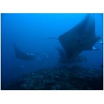 manta mante pesce pesci romboidale ronbi pinna pinne pettorali ali mobulidi animale oceano mare mediterraneo atlantico pacifico animali