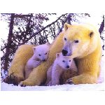 orsi orso neve amici ghiacciaio ghiaccio cucciolo cuccioli piccoli piccolo orsetto orsacchiotto mammifero mammiferi zampe zampa artigli onnivoro onnivori foreste forasta goloso miele ursidi bruno polare polo sud nord giallo bianco gelo grizly animali