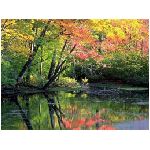 paesaggio fiume alberi fiori rosa giallo verde marrone acqua rami secchi natura