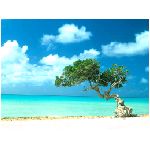 spiaggia oasi mare baobab albero cielo azzurro bianco giallo nuvole natura