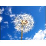 soffione dandelion dente di leone tarahsaqun taraxacum fiore erba vento aria delicato cielo nuvole bianco azzurro natura