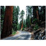 strada foresta alberi rocce pietre asfalto tronchi tronco natura