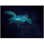 tartaruga tartarughe rettile rettili corazza uova sabbia testuggine testuggini animale blu giallo mare abissi   animali