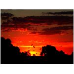 tramonto rosso giallo arancione nero nuvole uccello uccelli natura