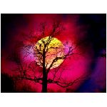notte rosa rosso giallo albero luna piena natura